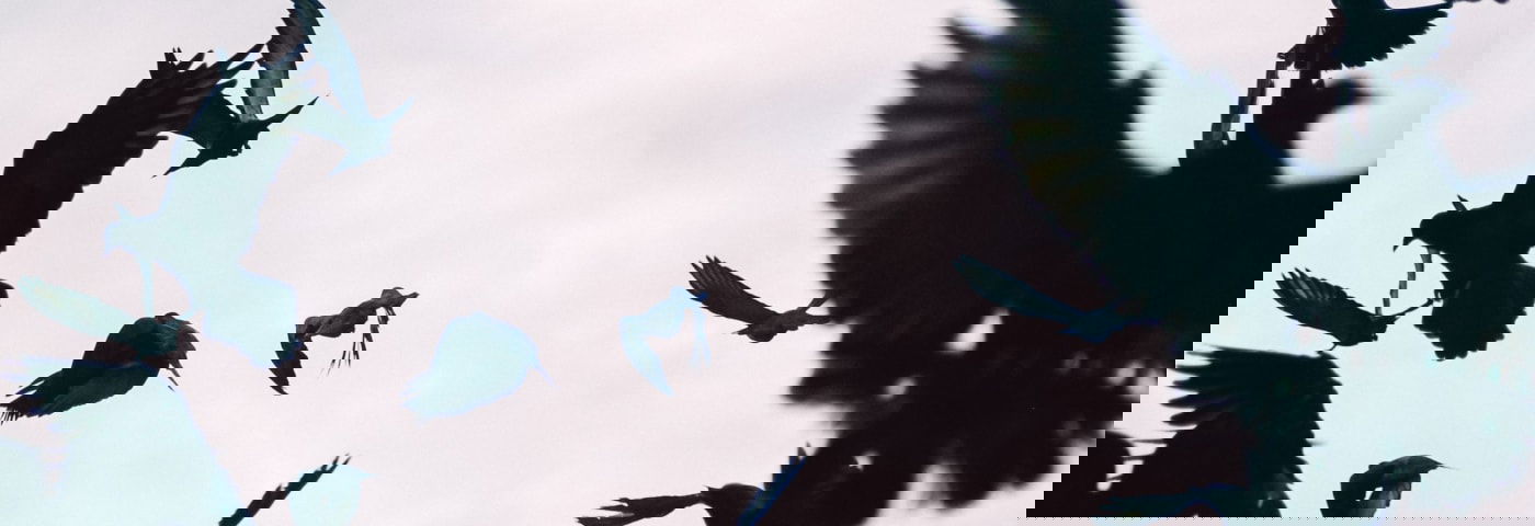 zwangerschapsbegeleiding