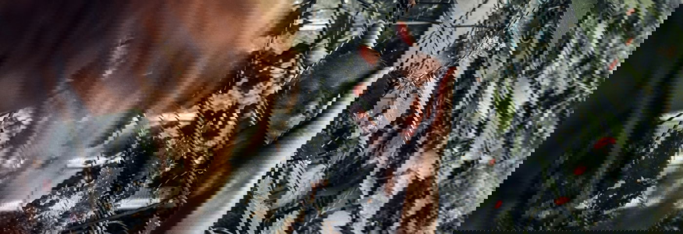 Een wild hulptraject