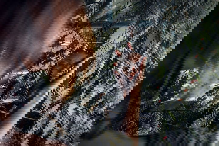 Een wild hulptraject